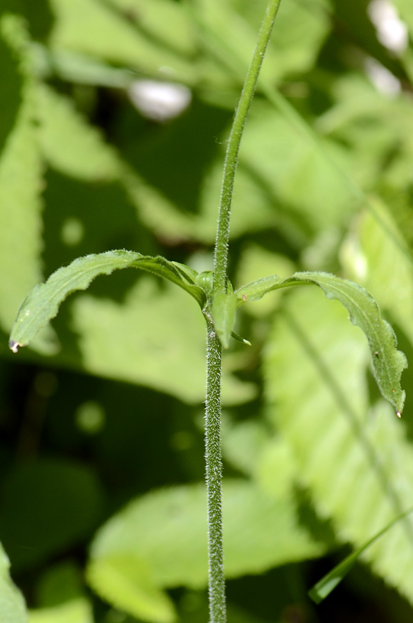 Silene nutans / Silene ciondola